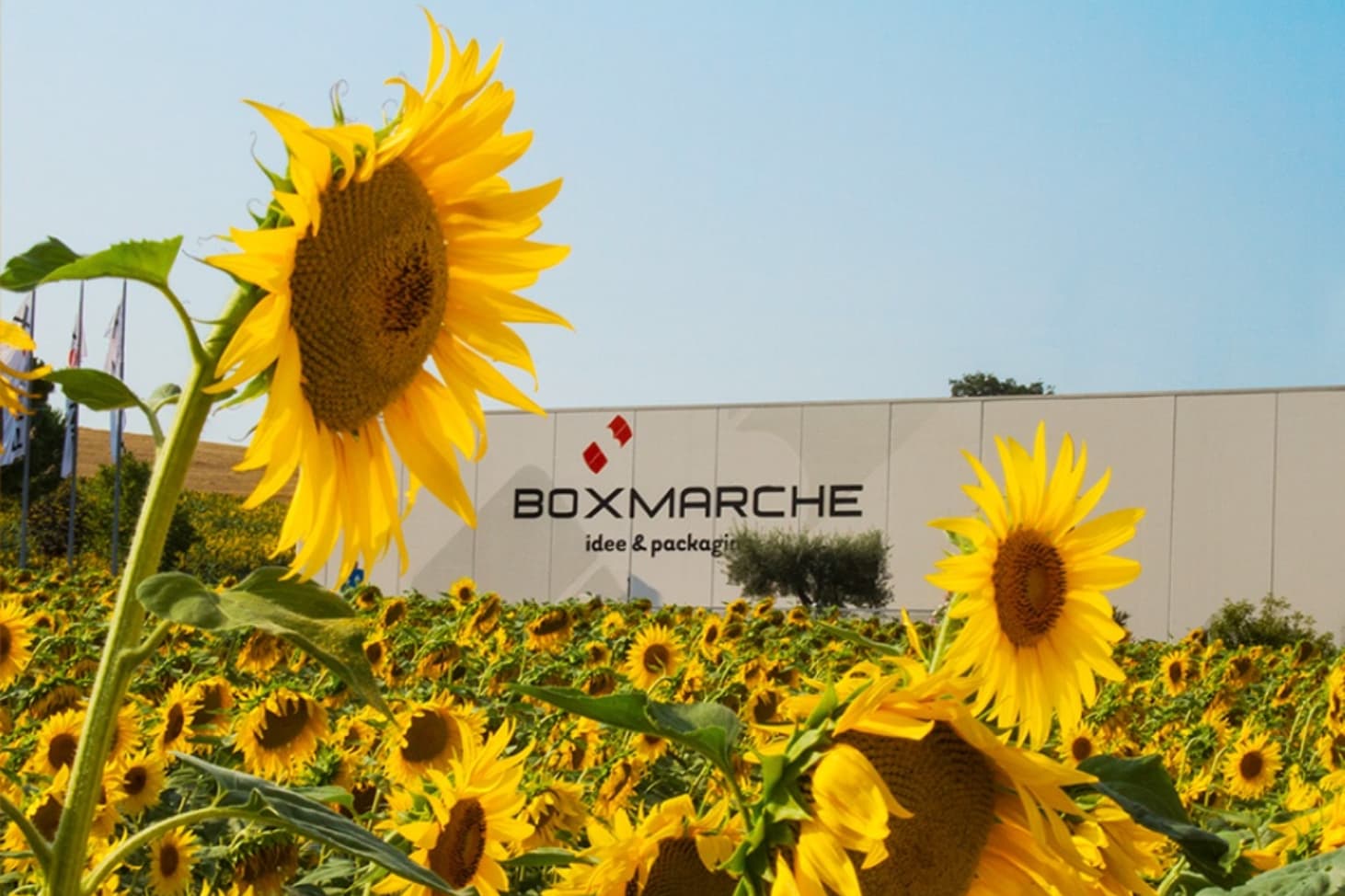 Immagine intro progetto Box Marche